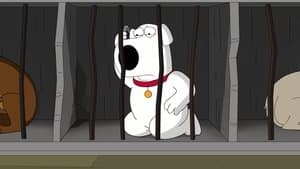 The Woof of Wall Street